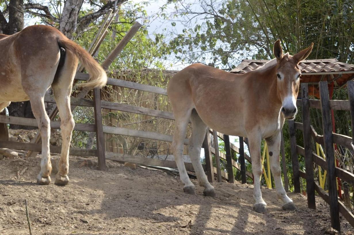 Finca Los Caballos مونتيزوما المظهر الخارجي الصورة
