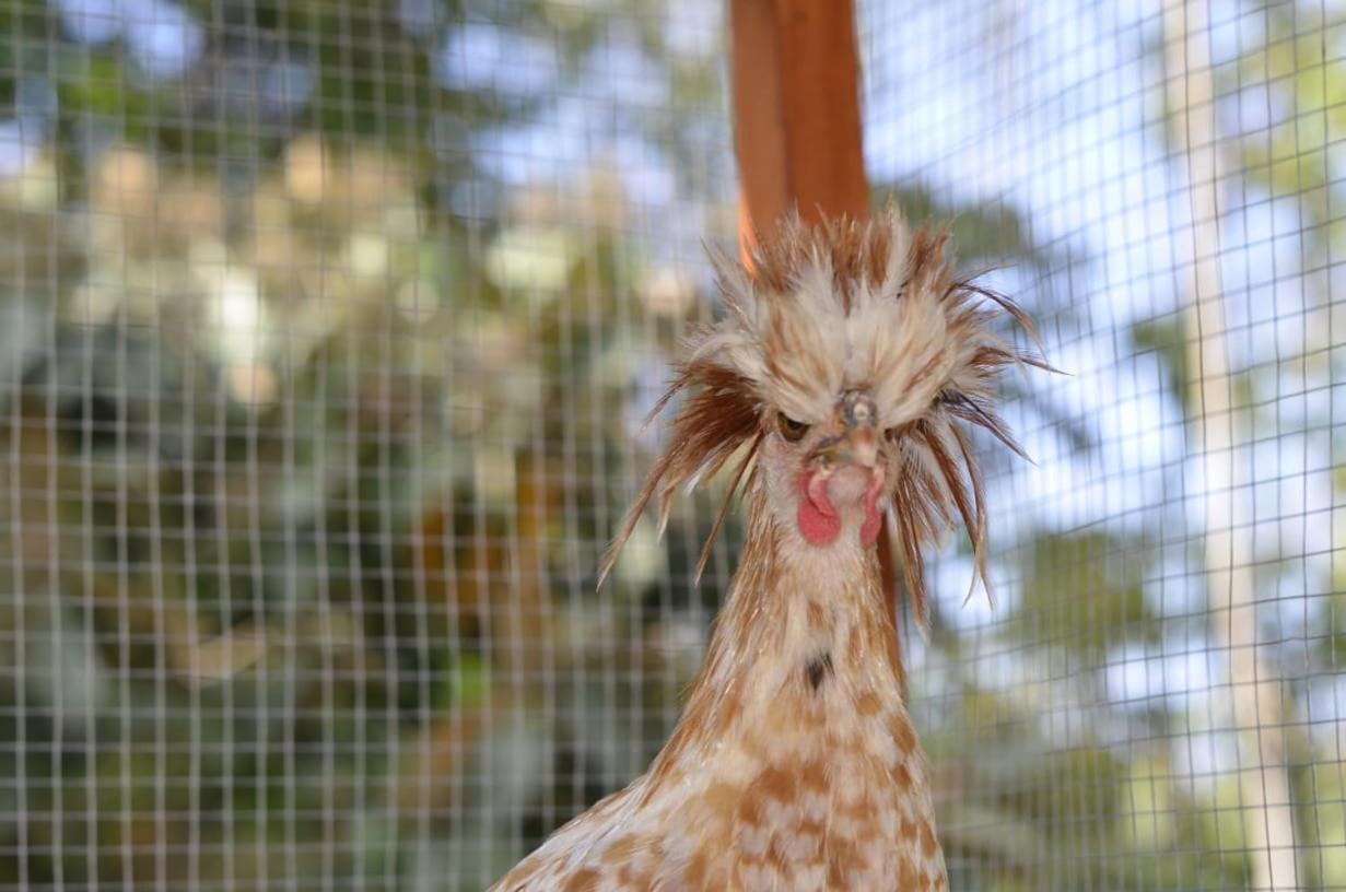 Finca Los Caballos مونتيزوما المظهر الخارجي الصورة