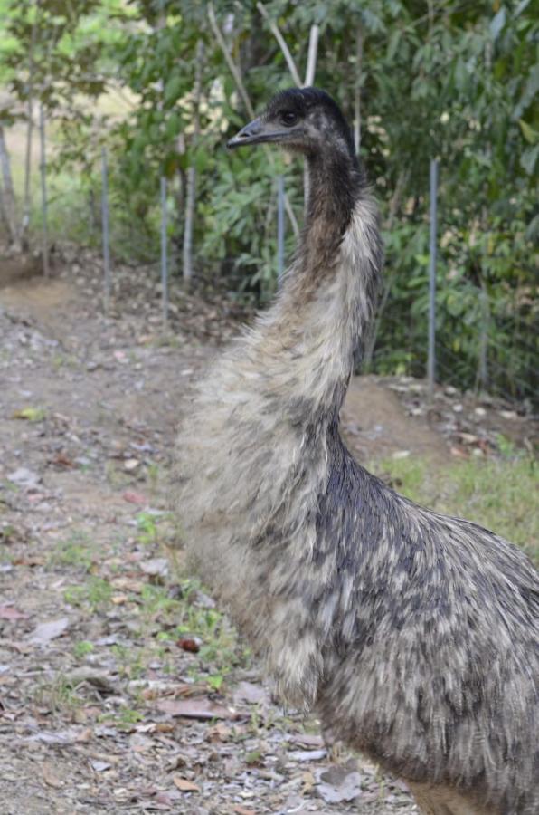 Finca Los Caballos مونتيزوما المظهر الخارجي الصورة
